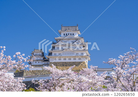 Cherry blossoms in full bloom and Himeji castle 120265650
