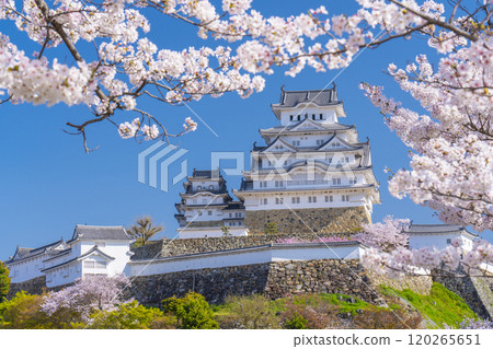 Cherry blossoms in full bloom and Himeji castle 120265651