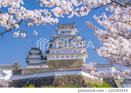 Cherry blossoms in full bloom and Himeji castle 120265654