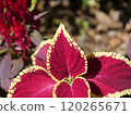 Colius of the flower bed 120265671