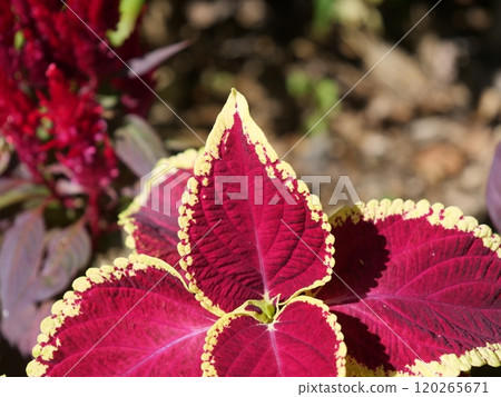 Colius of the flower bed 120265671