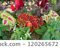 Colius of the flower bed 120265672