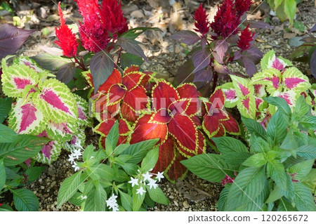 Colius of the flower bed 120265672