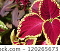 Colius of the flower bed 120265673