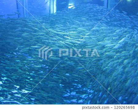 沙丁魚群 120265698