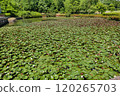 A pond filled with a large number of lotus flowers 120265703