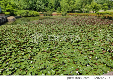 A pond filled with a large number of lotus flowers 120265703