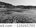 Many leaves floating on a large pond (monochrome) 120265705