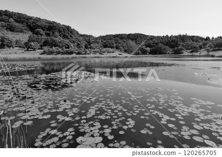 Many leaves floating on a large pond (monochrome) Many leaves floating on a large pond (monochrome) 120265705