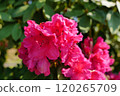 Deep pink petals 120265709