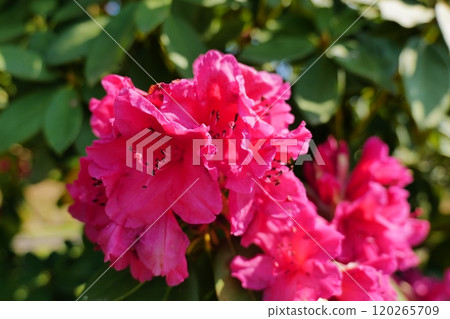 Deep pink petals Deep pink petals 120265709