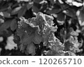 Flower close-up (monochrome) 120265710