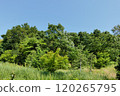 Early summer, lush trees and grass 120265795