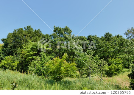 Early summer, lush trees and grass 120265795