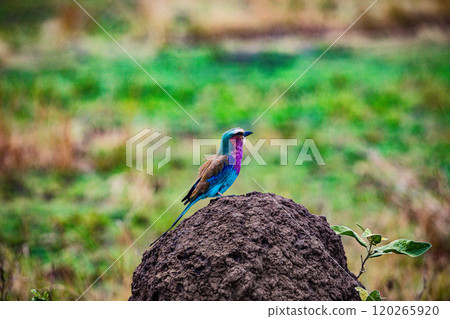 Maasai Mara National Game Reserve Park Narok County Kenya East Africa Wild Wildlife Animals Birds Nature Fauna Great Rift Valley Savanna Grasslands Wilderness 120265920