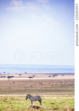 Maasai Mara National Game Reserve Park Narok County Kenya East Africa Wild Wildlife Animals Birds Nature Fauna Great Rift Valley Savanna Grasslands Wilderness 120265957