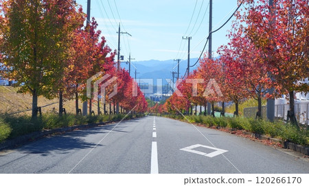 Red Maple Tree Avenue November 2024 120266170