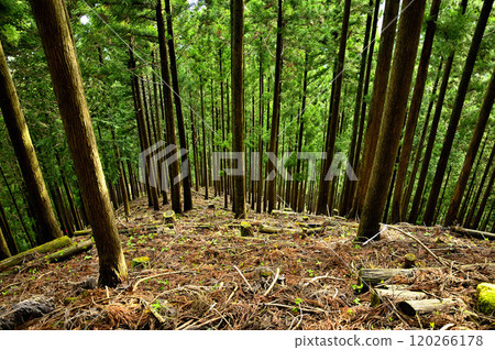 The cedar forest on the northern ridge of Mount Sodehira in Tanzawa 120266178