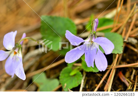 Tanzawa Mountains - Viola tachitubos 120266183