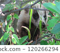 野生動物 120266294