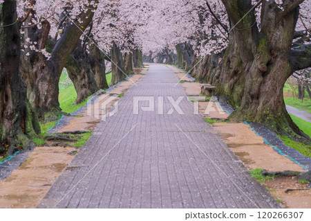 拍攝京都府八幡市瀨織亭上的櫻花 120266307