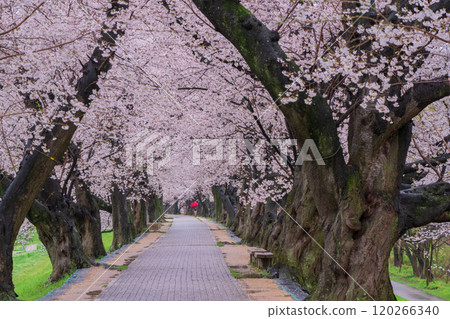 拍攝京都府八幡市瀨織亭上的櫻花 120266340