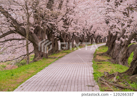 拍攝京都府八幡市瀨織亭上的櫻花 120266387