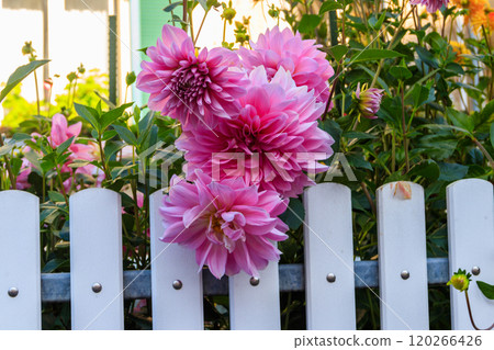 Pink dahlia by the white wooden fence 120266426
