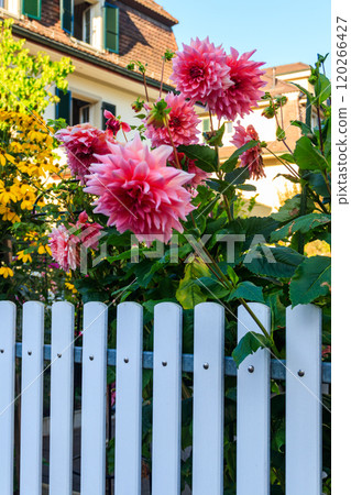 Pink dahlia by the white wooden fence Pink dahlia by the white wooden fence 120266427