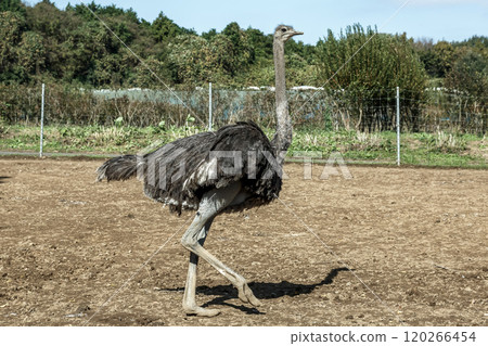 世界上最大的鳥有一張勇敢而威嚴的鴕鳥臉。 120266454