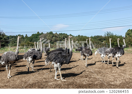 A dignified parade of ostriches, the world's largest bird 120266455
