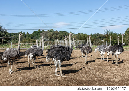 世界上最大的鳥類－莊嚴的鴕鳥 120266457