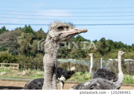 世界上最大的鳥有一張勇敢而威嚴的鴕鳥臉。 120266461