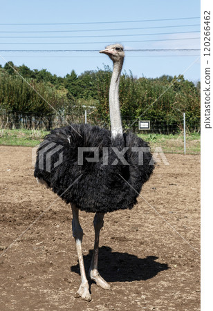 世界上最大的鳥有一張勇敢而威嚴的鴕鳥臉。 120266462