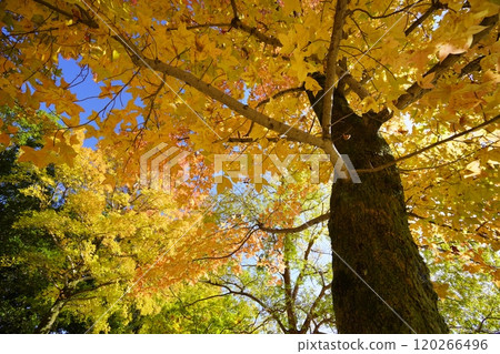 Looking up at the large Taiwan maple tree in the park 3 120266496