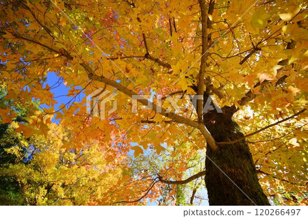 Looking up at the large Taiwan maple tree in the park 4 120266497