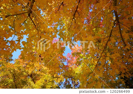 Looking up at the large Taiwan Ginger tree in autumn 1 Looking up at the large Taiwan Ginger tree in autumn 1 120266499