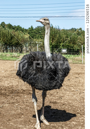 The ostrich, the world's largest bird, has a dignified and brave face. 120266516