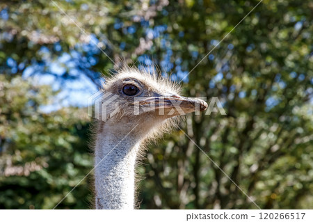 The ostrich, the world's largest bird, has a dignified and brave face. The ostrich, the world's largest bird, has a dignified and brave face. 120266517