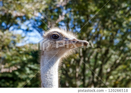 The ostrich, the world's largest bird, has a dignified and brave face. 120266518