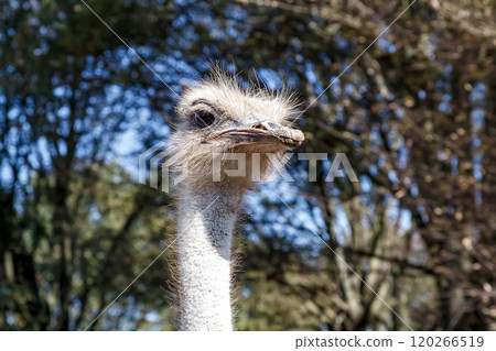 世界上最大的鳥有一張勇敢而威嚴的鴕鳥臉。 120266519