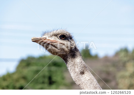 The ostrich, the world's largest bird, has a dignified and brave face. The ostrich, the world's largest bird, has a dignified and brave face. 120266520