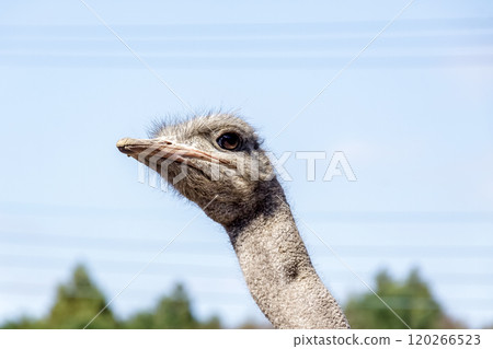 The ostrich, the world's largest bird, has a dignified and brave face. 120266523