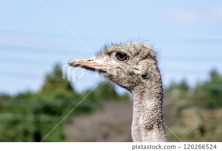 世界上最大的鳥有一張勇敢而威嚴的鴕鳥臉。 120266524