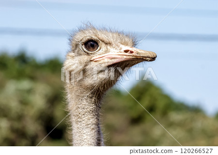 世界上最大的鳥有一張勇敢而威嚴的鴕鳥臉。 120266527