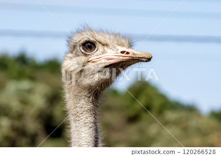 The ostrich, the world's largest bird, has a dignified and brave face. The ostrich, the world's largest bird, has a dignified and brave face. 120266528