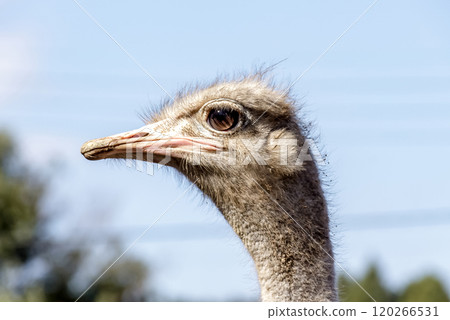 世界上最大的鳥有一張勇敢而威嚴的鴕鳥臉。 120266531