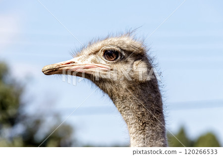 世界上最大的鳥有一張勇敢而威嚴的鴕鳥臉。 120266533