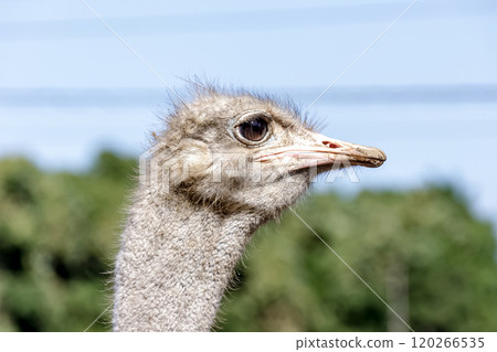 世界上最大的鳥有一張勇敢而威嚴的鴕鳥臉。 120266535