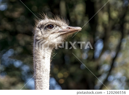 世界上最大的鳥有一張勇敢而威嚴的鴕鳥臉。 120266556